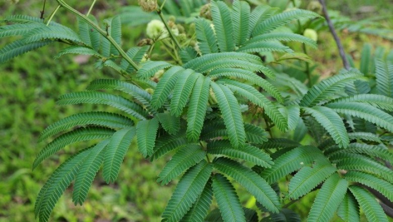 Cây Keo tuyến to. Acacia megaladenia Desv. var. indochinensis L. Nielsen - Cây Thuốc Nam Quanh Ta